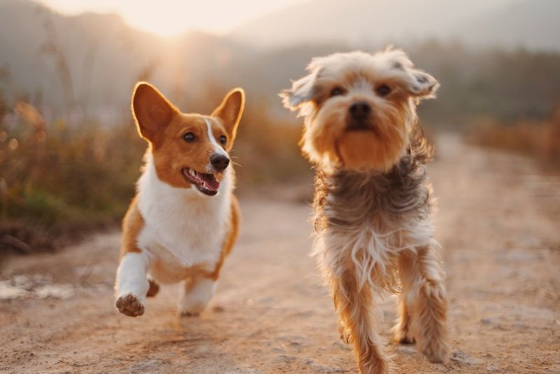 Perros jugando en una residencia canina