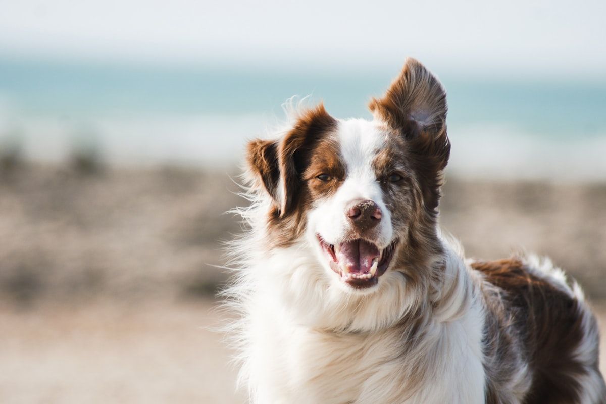 Perro alojado en una residencia canina