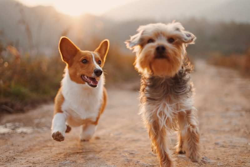 Perros jugando en una residencia canina